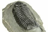 Top Quality Morocops Trilobite - Ofaten, Morocco #255596-5